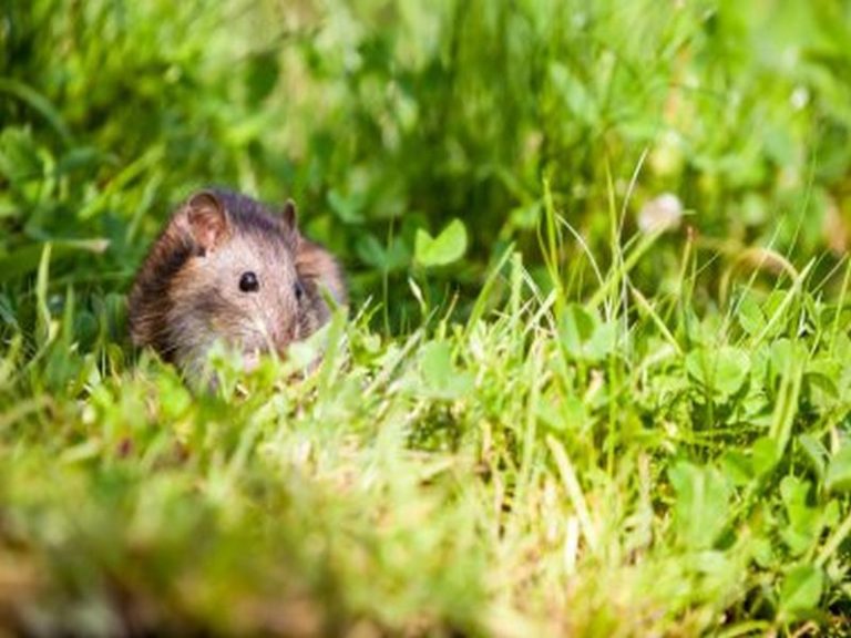 Pest Control Innovations for Rat Eradication