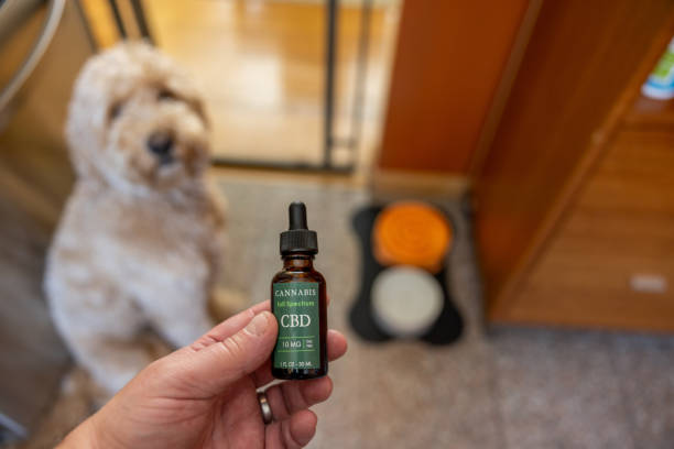 Why Pet Owners Are Turning to CBD for Dogs